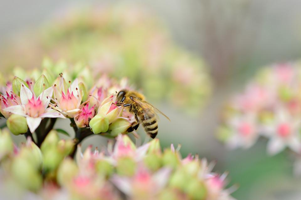 bitės gyvenimas